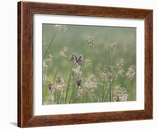 Washington State, Ridgefield National Wildlife Refuge. Marsh Wren Singing on Reed-Jaynes Gallery-Framed Photographic Print