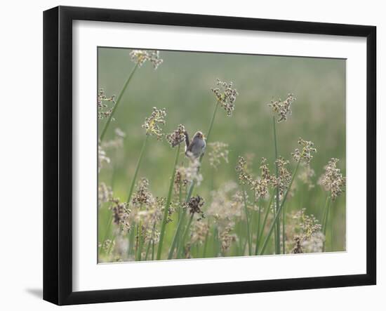 Washington State, Ridgefield National Wildlife Refuge. Marsh Wren Singing on Reed-Jaynes Gallery-Framed Photographic Print