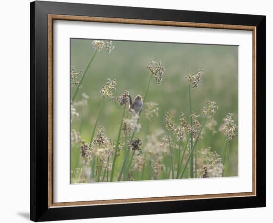 Washington State, Ridgefield National Wildlife Refuge. Marsh Wren Singing on Reed-Jaynes Gallery-Framed Photographic Print