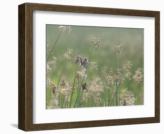 Washington State, Ridgefield National Wildlife Refuge. Marsh Wren Singing on Reed-Jaynes Gallery-Framed Photographic Print