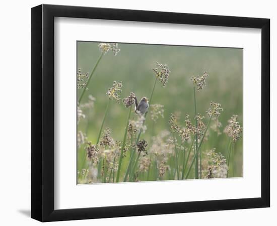 Washington State, Ridgefield National Wildlife Refuge. Marsh Wren Singing on Reed-Jaynes Gallery-Framed Photographic Print