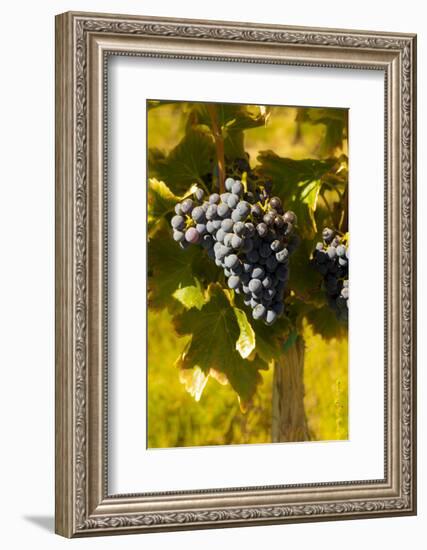 Washington State, Royal City. Grenache Grapes on the Royal Slope in the Columbia River Valley-Richard Duval-Framed Photographic Print