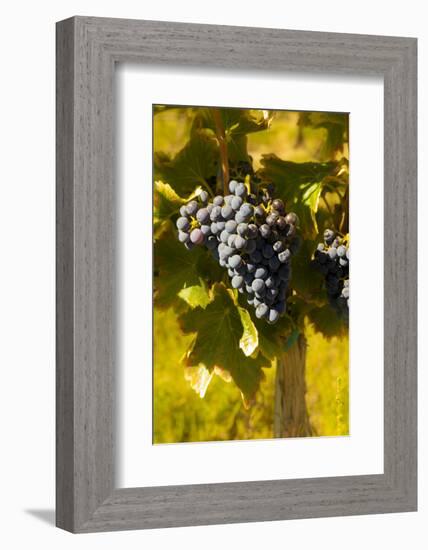 Washington State, Royal City. Grenache Grapes on the Royal Slope in the Columbia River Valley-Richard Duval-Framed Photographic Print