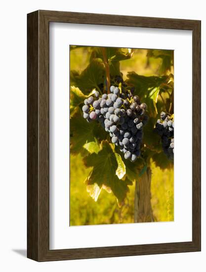 Washington State, Royal City. Grenache Grapes on the Royal Slope in the Columbia River Valley-Richard Duval-Framed Photographic Print