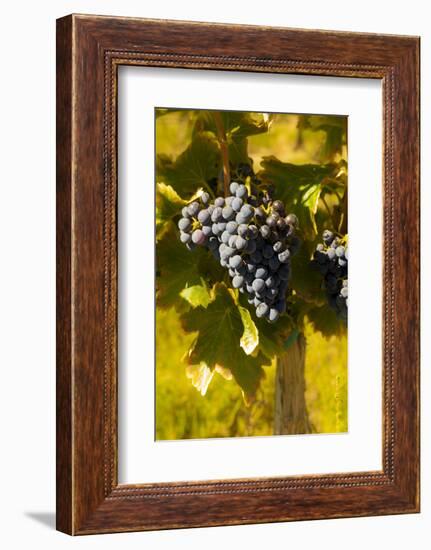 Washington State, Royal City. Grenache Grapes on the Royal Slope in the Columbia River Valley-Richard Duval-Framed Photographic Print