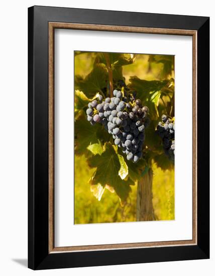 Washington State, Royal City. Grenache Grapes on the Royal Slope in the Columbia River Valley-Richard Duval-Framed Photographic Print