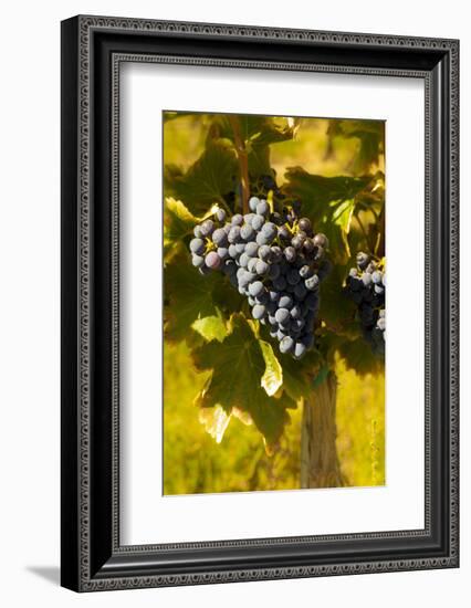 Washington State, Royal City. Grenache Grapes on the Royal Slope in the Columbia River Valley-Richard Duval-Framed Photographic Print