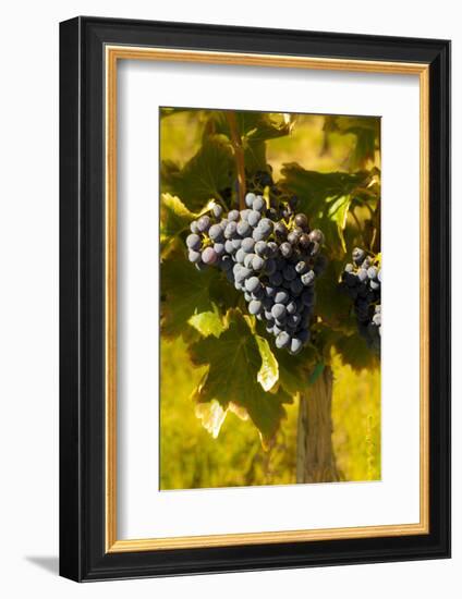 Washington State, Royal City. Grenache Grapes on the Royal Slope in the Columbia River Valley-Richard Duval-Framed Photographic Print