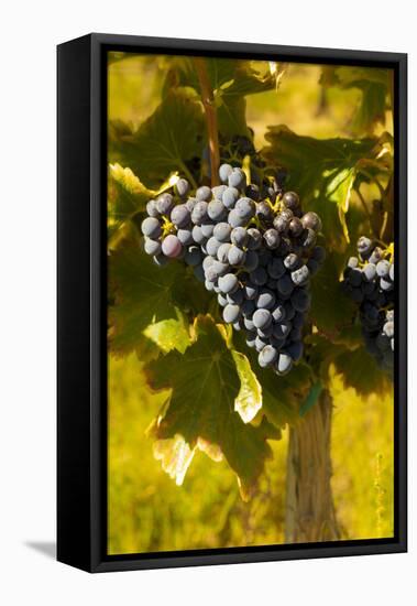 Washington State, Royal City. Grenache Grapes on the Royal Slope in the Columbia River Valley-Richard Duval-Framed Premier Image Canvas