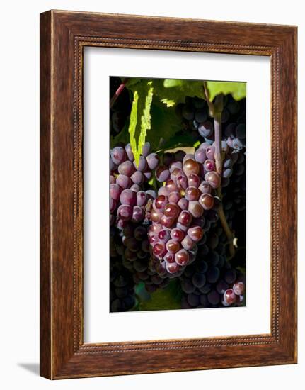 Washington State, Royal City. Pinot Gris Grapes on the Royal Slope in the Columbia River Valley-Richard Duval-Framed Photographic Print