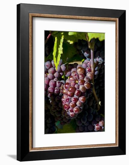 Washington State, Royal City. Pinot Gris Grapes on the Royal Slope in the Columbia River Valley-Richard Duval-Framed Photographic Print
