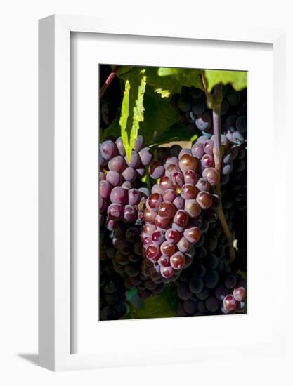 Washington State, Royal City. Pinot Gris Grapes on the Royal Slope in the Columbia River Valley-Richard Duval-Framed Photographic Print