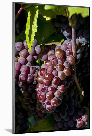 Washington State, Royal City. Pinot Gris Grapes on the Royal Slope in the Columbia River Valley-Richard Duval-Mounted Photographic Print