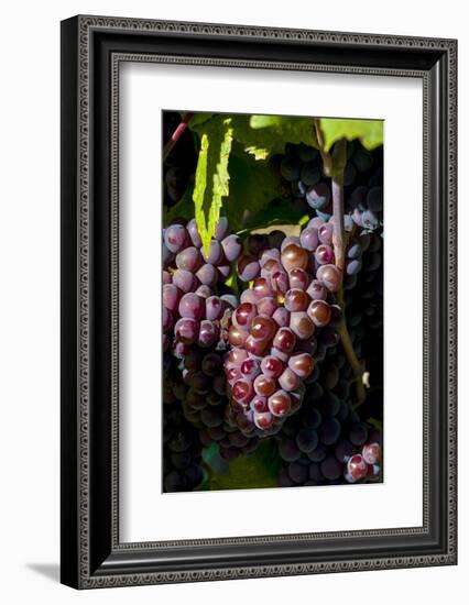 Washington State, Royal City. Pinot Gris Grapes on the Royal Slope in the Columbia River Valley-Richard Duval-Framed Photographic Print