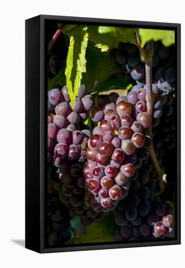 Washington State, Royal City. Pinot Gris Grapes on the Royal Slope in the Columbia River Valley-Richard Duval-Framed Premier Image Canvas