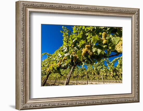 Washington State, Royal City. Riesling Grapes on the Royal Slope in the Columbia River Valley-Richard Duval-Framed Photographic Print