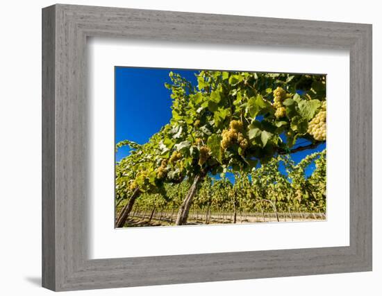 Washington State, Royal City. Riesling Grapes on the Royal Slope in the Columbia River Valley-Richard Duval-Framed Photographic Print