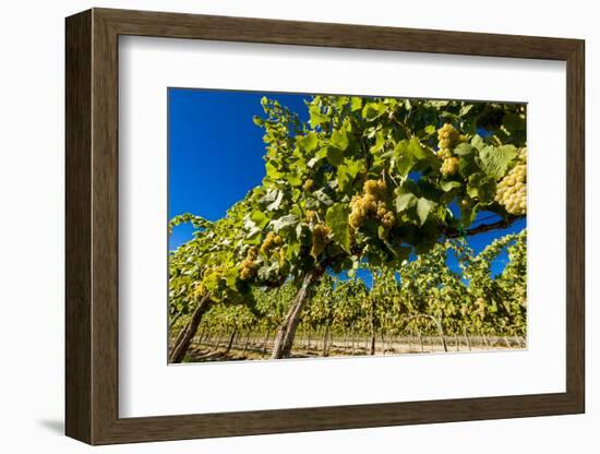 Washington State, Royal City. Riesling Grapes on the Royal Slope in the Columbia River Valley-Richard Duval-Framed Photographic Print