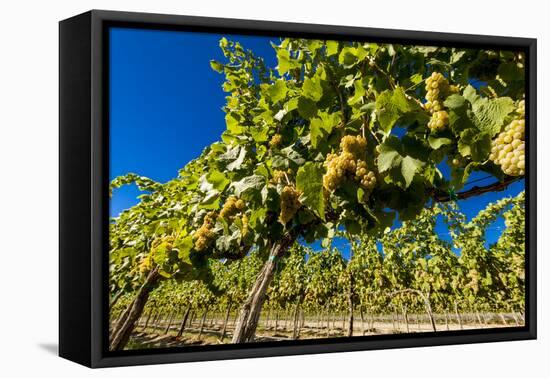 Washington State, Royal City. Riesling Grapes on the Royal Slope in the Columbia River Valley-Richard Duval-Framed Premier Image Canvas