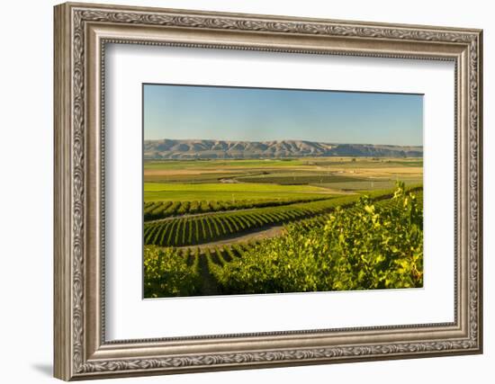 Washington State, Royal Slope. Vineyard in Washington's Columbia Valley-Richard Duval-Framed Photographic Print