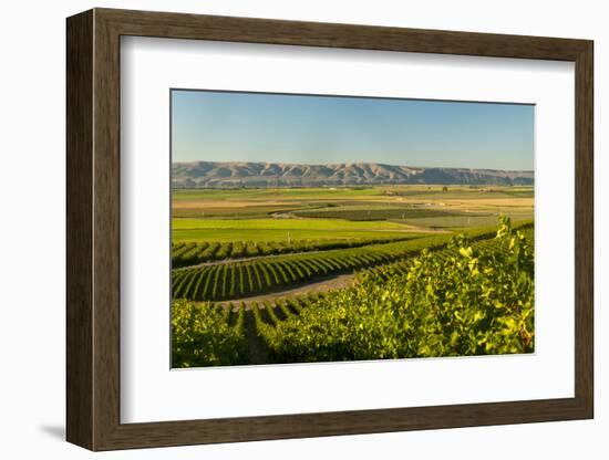 Washington State, Royal Slope. Vineyard in Washington's Columbia Valley-Richard Duval-Framed Photographic Print