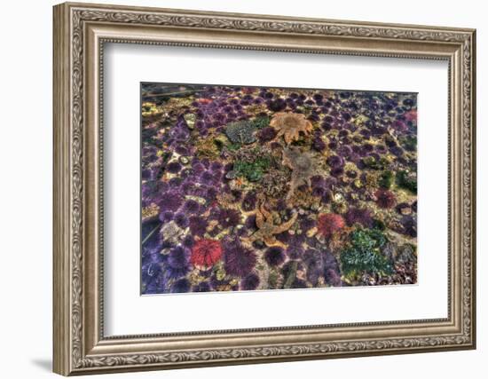 Washington State, Salt Creek. Tide Pool with Marine Life-Jaynes Gallery-Framed Photographic Print