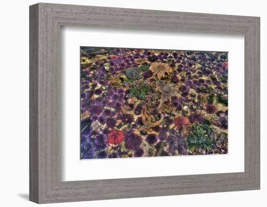 Washington State, Salt Creek. Tide Pool with Marine Life-Jaynes Gallery-Framed Photographic Print