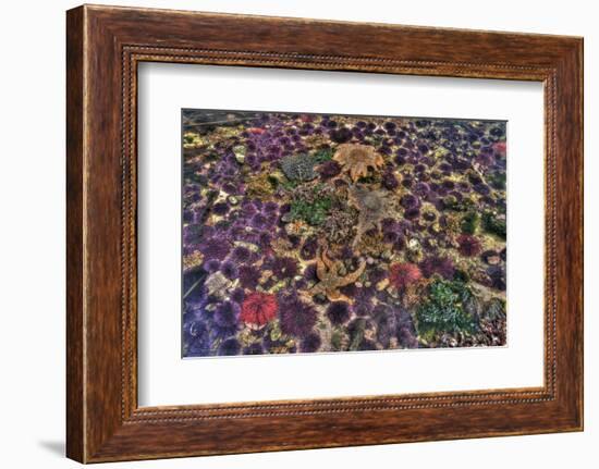 Washington State, Salt Creek. Tide Pool with Marine Life-Jaynes Gallery-Framed Photographic Print