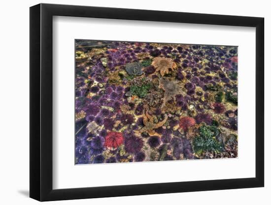 Washington State, Salt Creek. Tide Pool with Marine Life-Jaynes Gallery-Framed Photographic Print