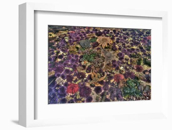 Washington State, Salt Creek. Tide Pool with Marine Life-Jaynes Gallery-Framed Photographic Print