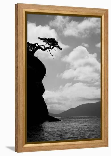 Washington State, San Juan Islands. Weathered Fir Tree Silhouette on Matia Island-Jaynes Gallery-Framed Premier Image Canvas