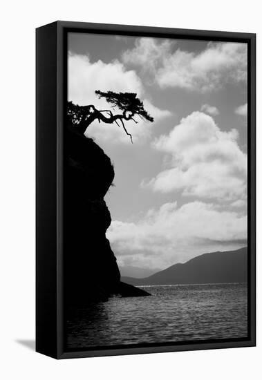 Washington State, San Juan Islands. Weathered Fir Tree Silhouette on Matia Island-Jaynes Gallery-Framed Premier Image Canvas