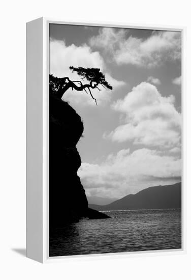 Washington State, San Juan Islands. Weathered Fir Tree Silhouette on Matia Island-Jaynes Gallery-Framed Premier Image Canvas