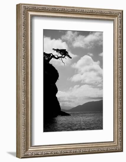 Washington State, San Juan Islands. Weathered Fir Tree Silhouette on Matia Island-Jaynes Gallery-Framed Photographic Print