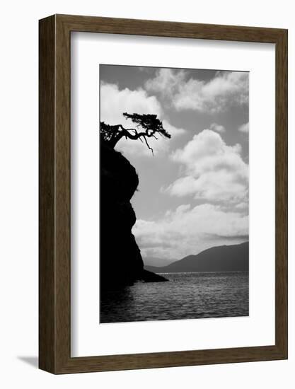 Washington State, San Juan Islands. Weathered Fir Tree Silhouette on Matia Island-Jaynes Gallery-Framed Photographic Print