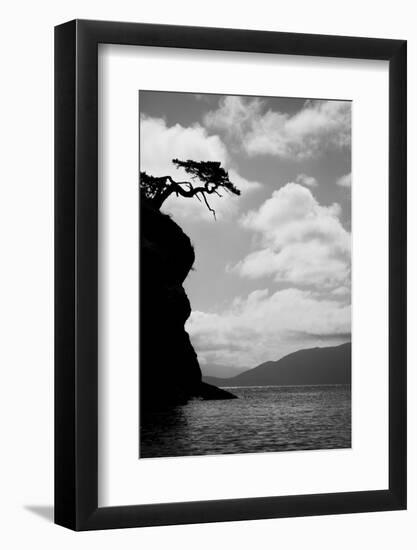 Washington State, San Juan Islands. Weathered Fir Tree Silhouette on Matia Island-Jaynes Gallery-Framed Photographic Print