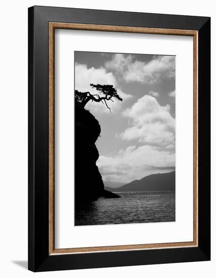 Washington State, San Juan Islands. Weathered Fir Tree Silhouette on Matia Island-Jaynes Gallery-Framed Photographic Print