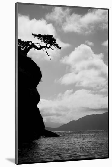 Washington State, San Juan Islands. Weathered Fir Tree Silhouette on Matia Island-Jaynes Gallery-Mounted Photographic Print
