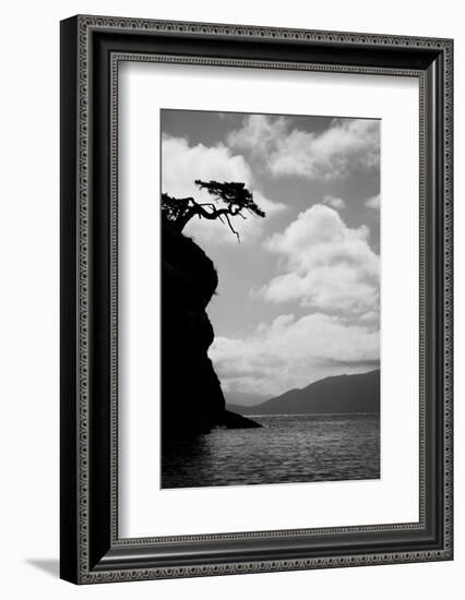 Washington State, San Juan Islands. Weathered Fir Tree Silhouette on Matia Island-Jaynes Gallery-Framed Photographic Print