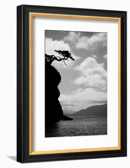 Washington State, San Juan Islands. Weathered Fir Tree Silhouette on Matia Island-Jaynes Gallery-Framed Photographic Print