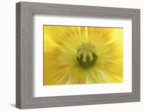 Washington State, Seabeck. Abstract Close-up Inside Poppy Flower-Don Paulson-Framed Photographic Print