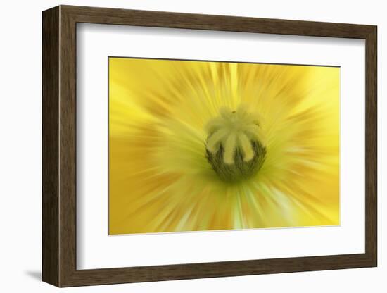 Washington State, Seabeck. Abstract Close-up Inside Poppy Flower-Don Paulson-Framed Photographic Print