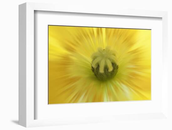 Washington State, Seabeck. Abstract Close-up Inside Poppy Flower-Don Paulson-Framed Photographic Print