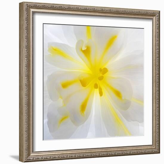 Washington State, Seabeck. Begonia Blossom Close-Up-Jaynes Gallery-Framed Photographic Print