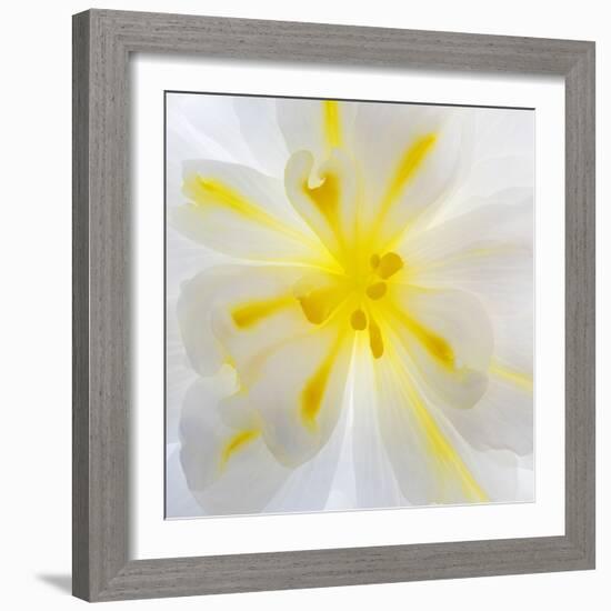 Washington State, Seabeck. Begonia Blossom Close-Up-Jaynes Gallery-Framed Photographic Print