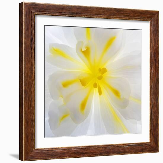 Washington State, Seabeck. Begonia Blossom Close-Up-Jaynes Gallery-Framed Photographic Print