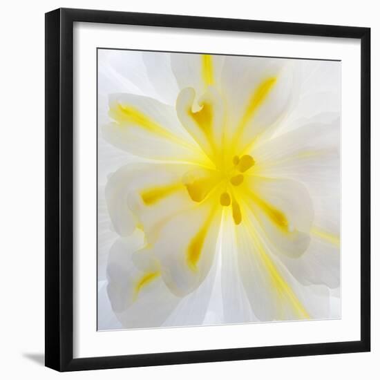 Washington State, Seabeck. Begonia Blossom Close-Up-Jaynes Gallery-Framed Photographic Print