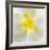 Washington State, Seabeck. Begonia Blossom Close-Up-Jaynes Gallery-Framed Photographic Print