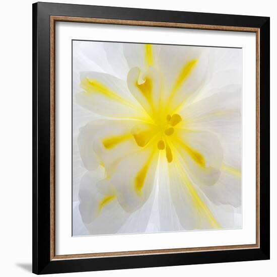 Washington State, Seabeck. Begonia Blossom Close-Up-Jaynes Gallery-Framed Photographic Print