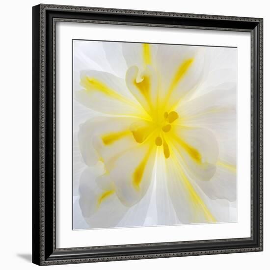 Washington State, Seabeck. Begonia Blossom Close-Up-Jaynes Gallery-Framed Photographic Print